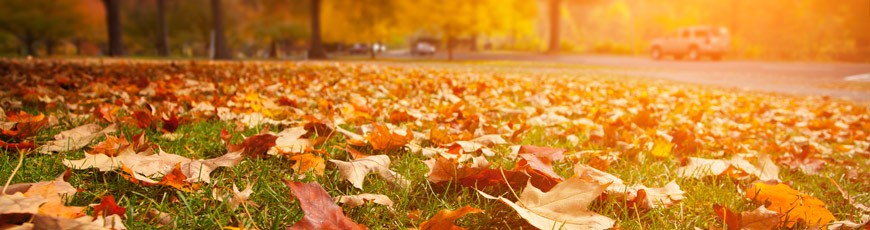 Autumn_Banner
